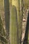 Close up of Organ Pipe Cactus