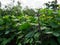 Close up of organic Asparagus bean pod plant, yardlong or Chinese long bean on house fence.