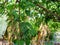 Close up of organic Asparagus bean pod plant, yardlong or Chinese long bean in nature background.