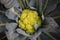 Close up organic cauliflower plant in agriculture green house