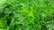 Close-up organic dill leaf green nature background