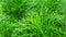 Close-up organic dill leaf green nature background