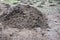 A close-up on organic fertilizer, cow manure pile and distribution organic fertilizer across the vegetable garden before plowing