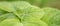 Close-up of organic green leaf perilla frutescens seedlings in field at summer. Herb vegetable plants growth in garden for healthy