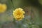 Close-up of organic hybrid thai marigold flower blooming in marigold field in summer with blur background of marigold garden