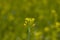 Close-up of Organic hybrid Thai variety of mustard plant with yellow flowers blooming on the crop in the field