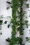 Close up of Organic Hydroponic Herbs