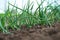 Close-up of organic onion plants growng in a greenhouse