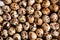 Close up Organic Quail eggs background, texture.