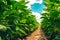 Close up of organic soybean crop growing in the field