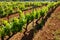 Close up organic vineyard for viticulture.