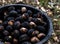 Close up organic walnuts harvest