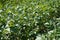 A close up of an organical big green potato bush with flowers on a garden bed growing in a private garden in spring and summer for