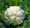 Close-up of organically cultivated ripe cauliflower