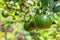 Close up organics green limes with leaves ready to be harvested