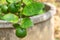 Close up organics green limes with leaves ready to be harvested