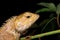 Close-up oriental garden lizard, gold chameleon