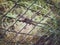 Close up oriental garden lizard perched on Wire cage a green nature background.