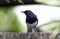 Close up Oriental Magpie Robin Perched on The Wall Isolated on Background