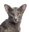 Close-up of an Oriental Shorthair