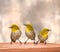 Close-up of oriental white birds (Zosterops palpebrosus) looking at opposite directions