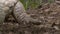 Close-Up Of Orinoco Crocodile Hind Foot, Colombia