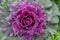 Close-up of ornamental cabbage