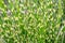 Close up of Ornamental Grass Miscanthus sinensis Zebrinus.