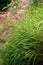 Close-up of Ornamental Grasses