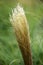 Close-up of Ornamental Grasses