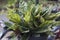 close-up of ornamental plant aglonema donacarmen