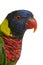 Close up of Ornate Lorikeet, Trichoglossus ornatus