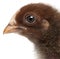 Close-up of Orpington, a breed of chicken, 3 weeks old