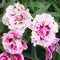 Close-up of Oscar trouper carnations in a flowerbed