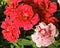 Close-up of Oscar trouper carnations in a flowerbed