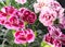 Close-up of Oscar trouper carnations in a flowerbed