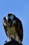 A Close-up of an Osprey Eating its Prey