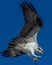 Close-up of Osprey in Flight, Seminole, Florida