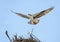 Close-up of an Osprey Landing on It`s Nest