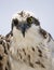 Close up of and Osprey Pandion haliaetus staring at a camera.