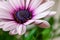 Close-up of a Osteospermum, or African daisy, flower. Purple, macro