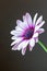 Close-up of a Osteospermum, or African daisy, flower. Purple, macro