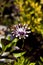 Close up osteospermum flower