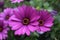 Close up Osteospermum violet African daisy flower