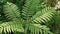 Close-up ostrich fern plant