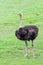 close up ostrich in garden at thailand