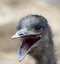 Close up ostrich head with open beak