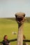 Close-up ostrich head with open mouth on blurred background