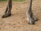Close-up of an ostrich long legs with a big claws. African ostrich paws with two fingers.