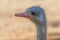 Close up ostrich portrait Close up ostrich head Struthio camelus